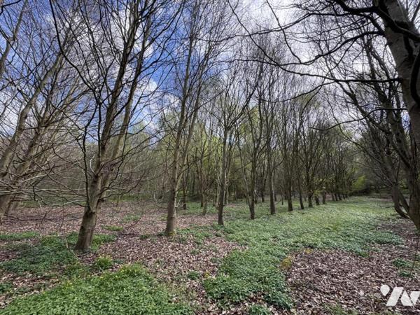 ORBEC Proche, bois de 11ha