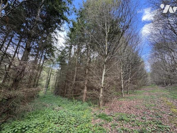 ORBEC Proche, bois de 11ha