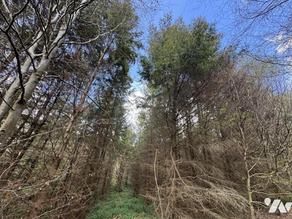 ORBEC Proche, bois de 11ha