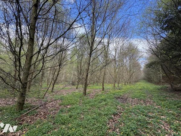 ORBEC Proche, bois de 11ha