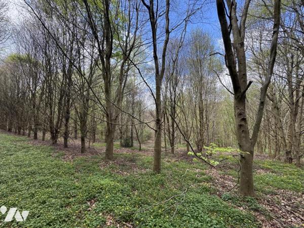 ORBEC Proche, bois de 11ha