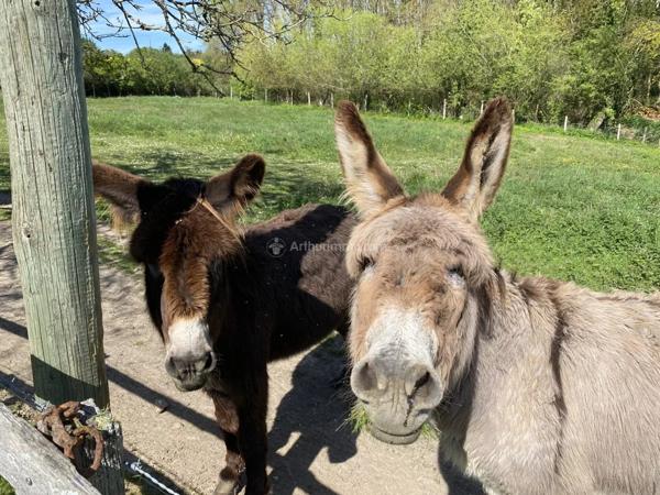 Vente Maison 7 pièces 199 m2 à La Chartre-sur-le-Loir