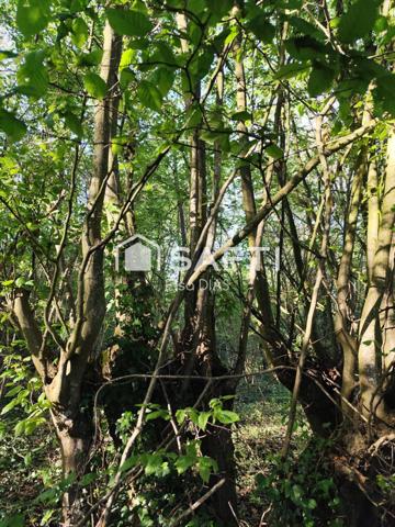 Terrain verger avec bois exploitable