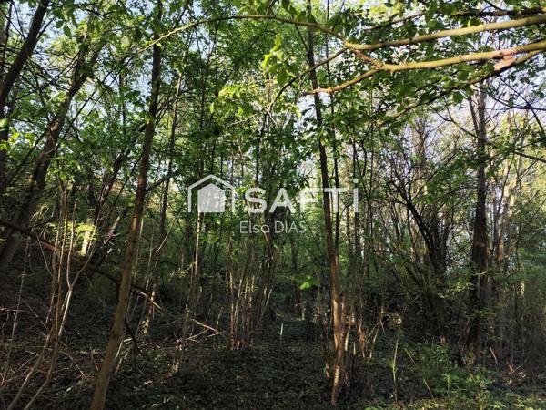 Terrain verger avec bois exploitable