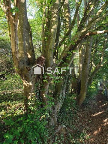 Terrain verger avec bois exploitable