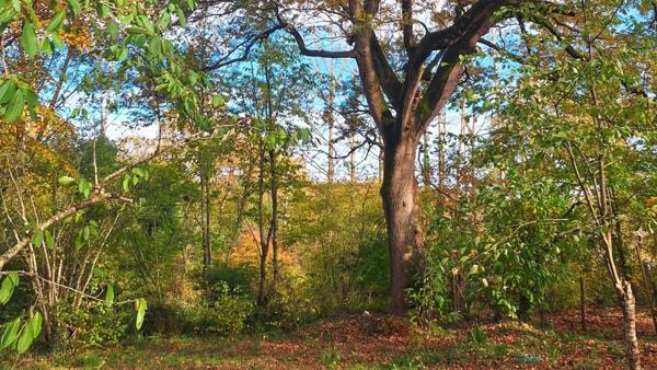 Maison à vendre 9 pièces LE HOUGA (32) - 250 m2 de surface habitable - 16183 m2 de terrain