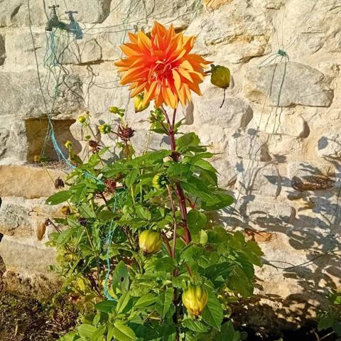 Ancien corps de ferme - Maison de ville avec un potentiel exceptionnel