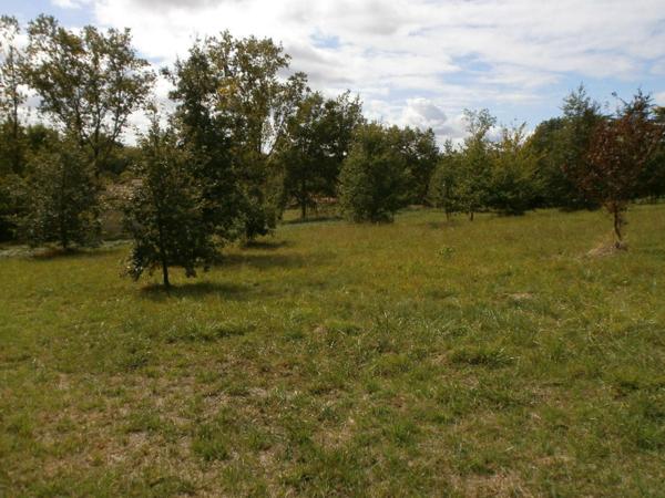 Idéal maison bois. Grand terrain de 1566 m² Astaffort.