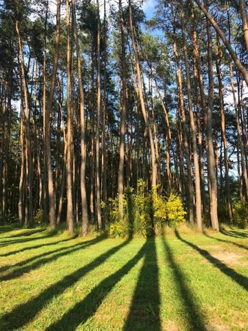 Havre de paix moderne en Sologne