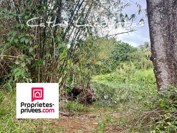 Terrain viabilisé 10000 m2 constructible accès littoral- Pointe Noire -Guadeloupe
