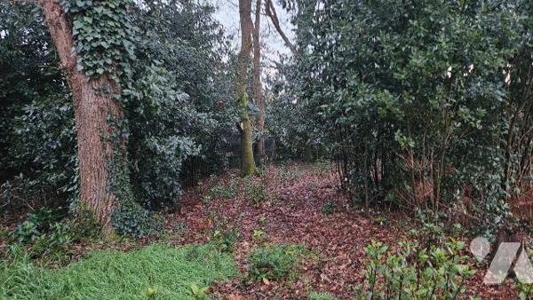 A vendre, en Charente Maritime, A BREUILLET Terrain à bâtir boisé de 1502 m² en sortie de bourg...