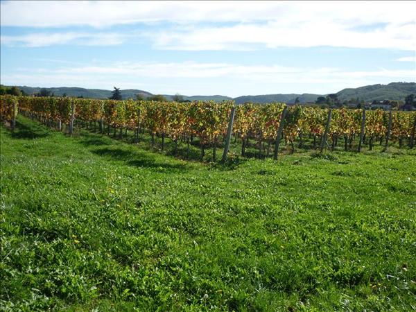 Terrain à vendre |  Puy-l'Évêque |  10440 m²