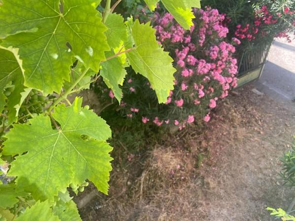 Maison Apt 8 pièce(s) 178 m2