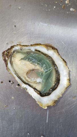 DOLUS D'OLÉRON (17), A Vendre société avec fonds ostréicole d'affinage purification, négoce d'huître, expédition & détail