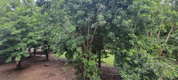 Les Abymes (97139) Joli T4 Anquetil