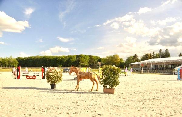 Propriété équestre Reims sur 4 hectares de terrains