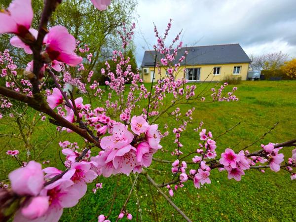 En campagne Baugeoise ! Contemporaine de 2004; 6 chambres , terrain arboré !
