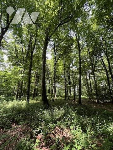 Parcelles de Bois avec Étang - Commune de BROUALAN
