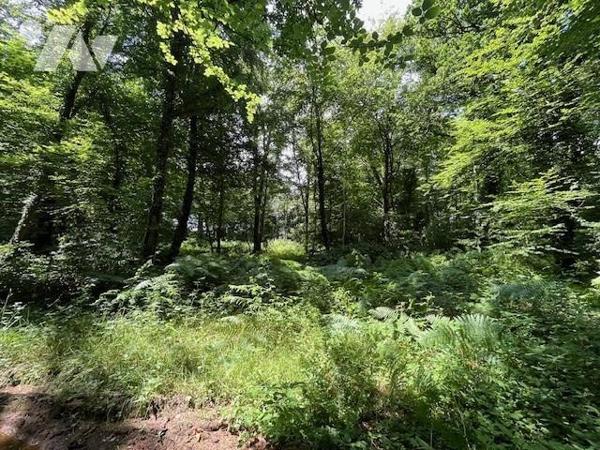 Parcelles de Bois avec Étang - Commune de BROUALAN