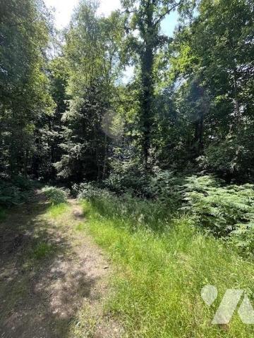 Parcelles de Bois avec Étang - Commune de BROUALAN