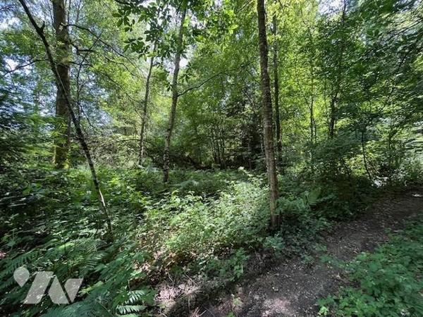 Parcelles de Bois avec Étang - Commune de BROUALAN