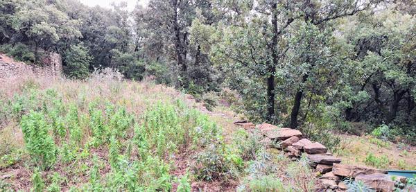 Terrain de loisirs 16900 m2 FAUGERES /BEDARIEUX