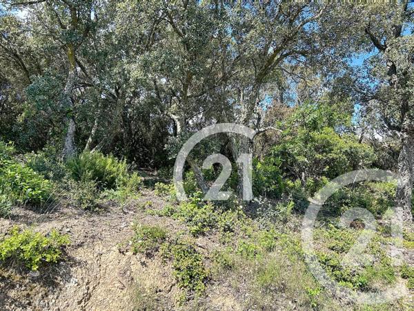 Terrain à vendre  10000 m2 LLAURO - 66