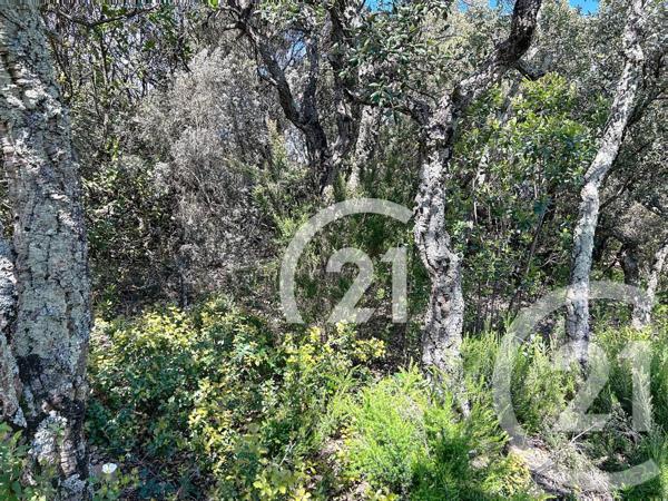 Terrain à vendre  10000 m2 LLAURO - 66