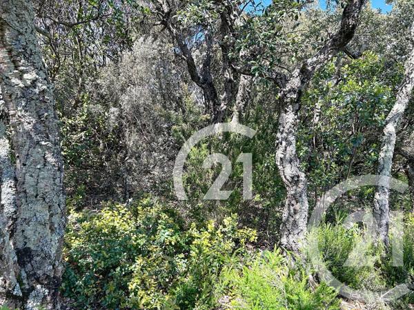 Terrain à vendre  10000 m2 LLAURO - 66