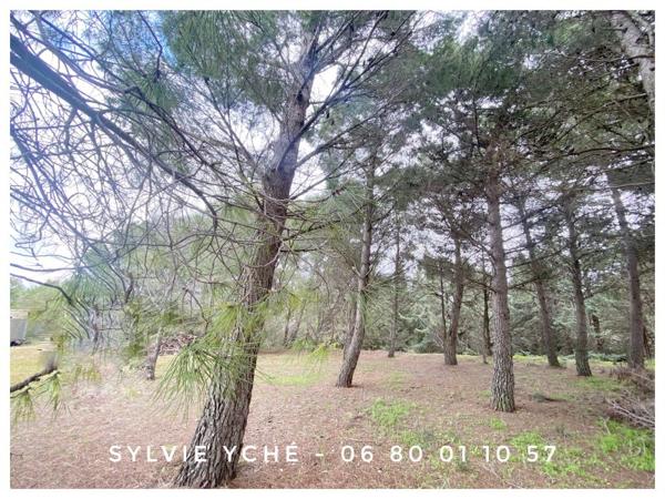 Vente / Maison et grand terrain