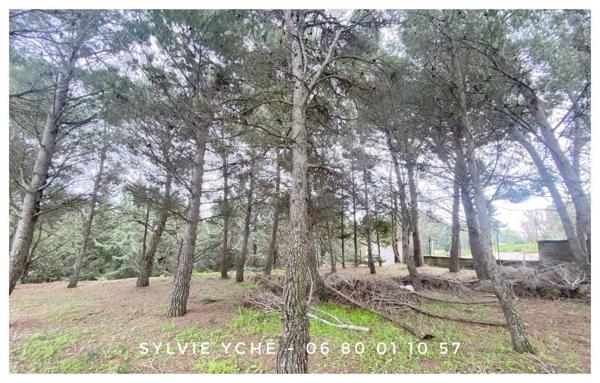 Vente / Maison et grand terrain