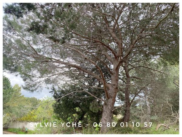 Vente / Maison et grand terrain