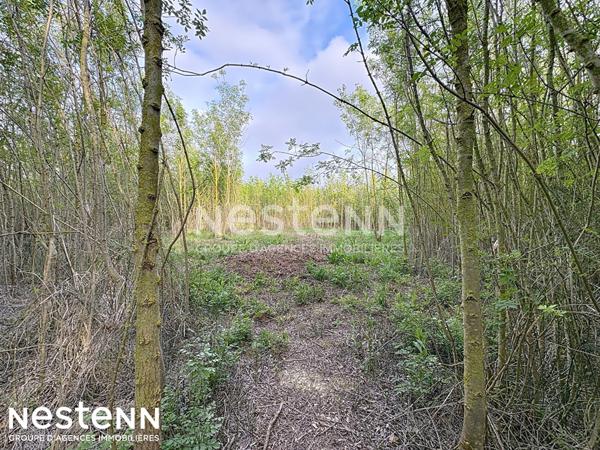 Terrain agricole et de loisirs de 4 558 m² -cadre boisé, puits, cabanon en dur cadastré de 14 m² - Narbonne