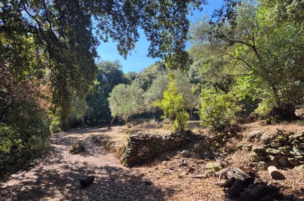 Propriete à vendre 7 pièces CORTE (20)