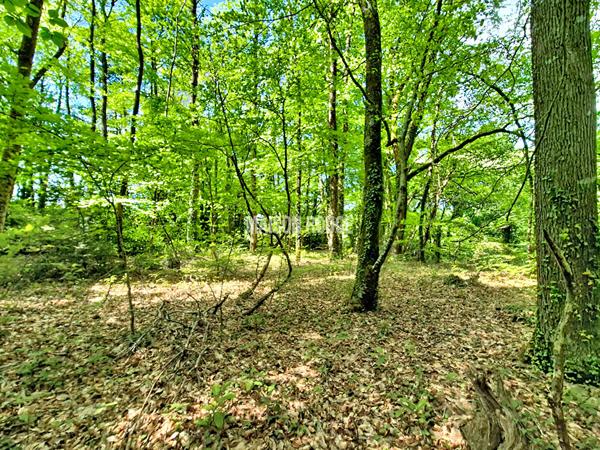 Vaste maison de famille - Toit de chaume - 240 m² - Proche Dinan et de la côte - Parc de 1,9 ha