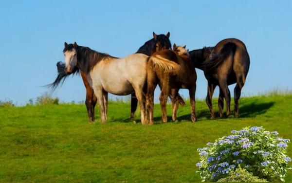 Propriete à vendre 7 pièces proche de EPINAL (88) FERME rénovée + HANGAR/GARAGE + 5000 m2 de TERRAIN