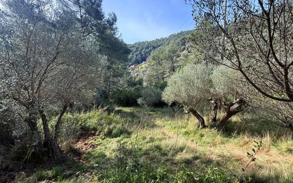 Terrain à vendre    Solliès-Ville