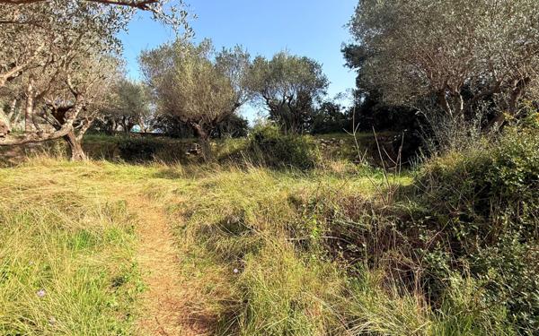 Terrain à vendre    Solliès-Ville