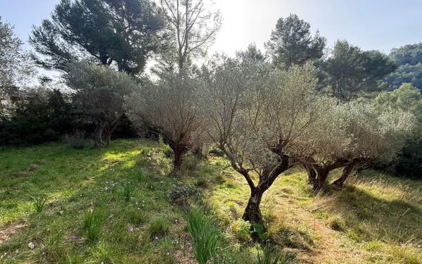 Terrain à vendre    Solliès-Ville