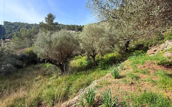 Terrain à vendre    Solliès-Ville