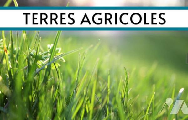 Terrain agricole
