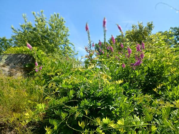A vendre, proche de Montfort-l'Amaury, belle maison de campagne  avec parc et bois dans environnement d'exception.
