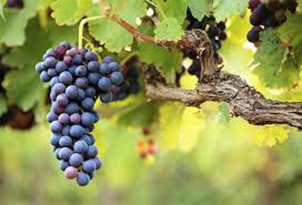 Terrain à vendre |  Saint-Aignan |  128620 m²