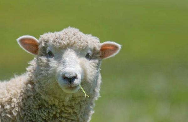 Dpt Vosges (88), à vendre proche de NEUFCHATEAU - FERME LORRAINE AUTHENTIQUE sur terrain de 1150 m²