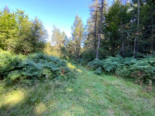 Grand terrain non constructible proche LE THOLY , accès facile