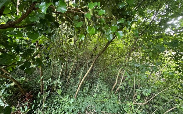 Terrain à vendre    Revigny-sur-Ornain