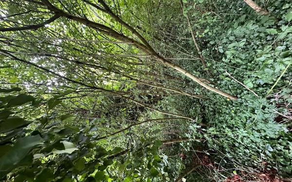 Terrain à vendre    Revigny-sur-Ornain