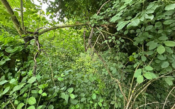 Terrain à vendre    Revigny-sur-Ornain