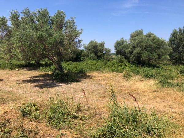 Terrain agricole Saint Hilaire D Ozilhan 6640 m2 96590