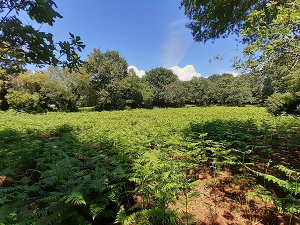 Brech terrain de 3170 m2 dont 294 m2 constructibles , Brech